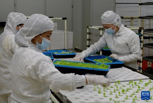 新華全媒 | 探訪(fǎng)大型無(wú)人植物工廠(chǎng)與生物飼料研發(fā)，科技點(diǎn)亮未來(lái)農(nóng)業(yè)